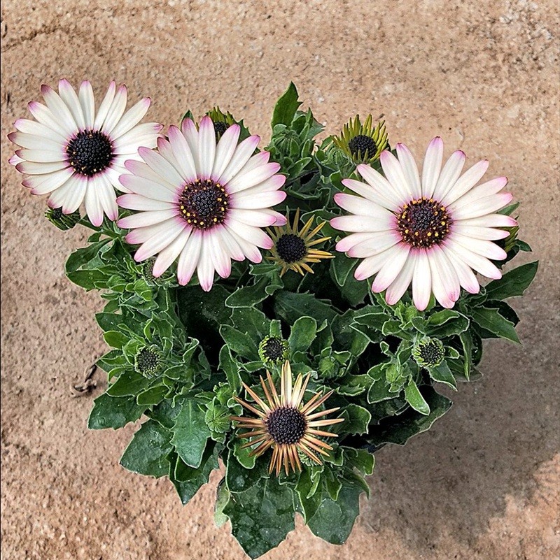 萬(wàn)壽菊 萬(wàn)壽菊