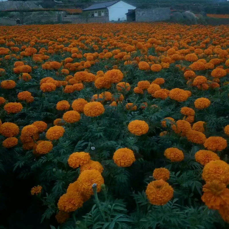 萬(wàn)壽菊 萬(wàn)壽菊