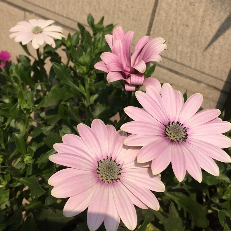 萬(wàn)壽菊 萬(wàn)壽菊