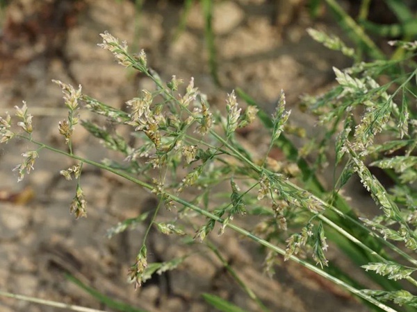 草地早熟禾種子——Poa pratensis  