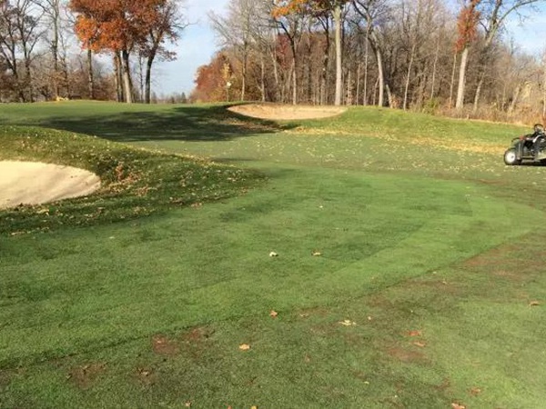 早熟禾與匍匐剪股穎這兩種草坪有什么區別? 早熟禾與匍匐剪股穎這兩種草坪有什么區別?