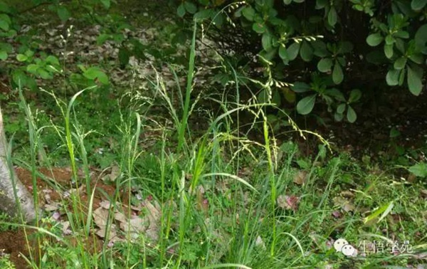 早熟禾（草坪種子）