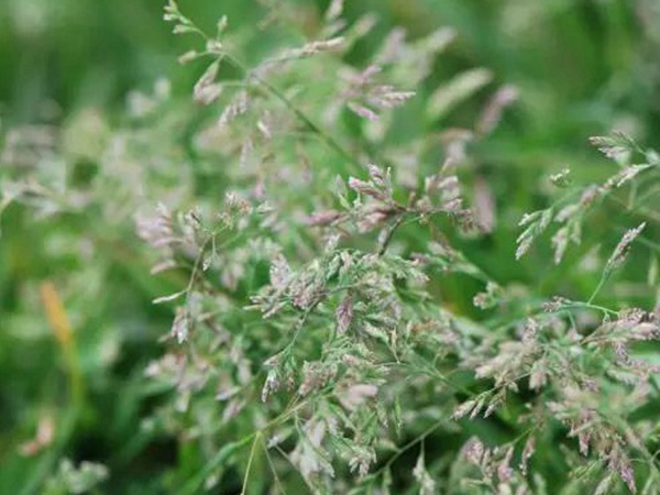 早熟禾（草坪種子）