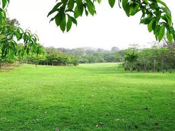 早熟禾草坪種子特點介紹以及鳥巢性狀種植方法