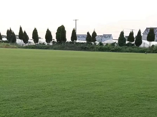 草坪種子中的王者——果嶺草