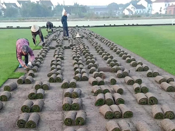 草坪種子中的王者——果嶺草