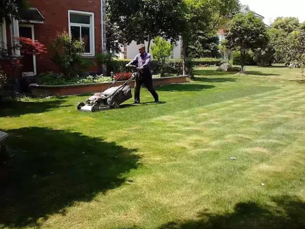 果嶺草種植基本養護技術，什么時候種植發芽率最好