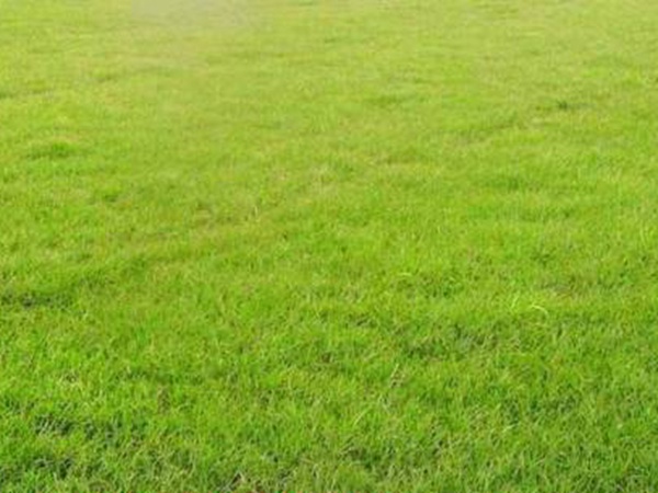 果嶺草與馬尼拉有什么區(qū)別