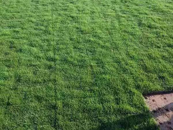 果嶺草草坪種子簡單又實用的種植管理方法 果嶺草草坪種子簡單又實用的種植管理方法