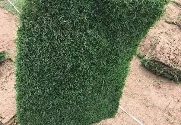 果嶺草草坪種子簡單又實用的種植管理方法 果嶺草草坪種子簡單又實用的種植管理方法