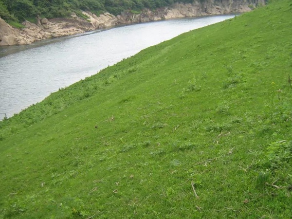 狗牙根種子播種方法以及種植技術 狗牙根種子播種方法以及種植技術