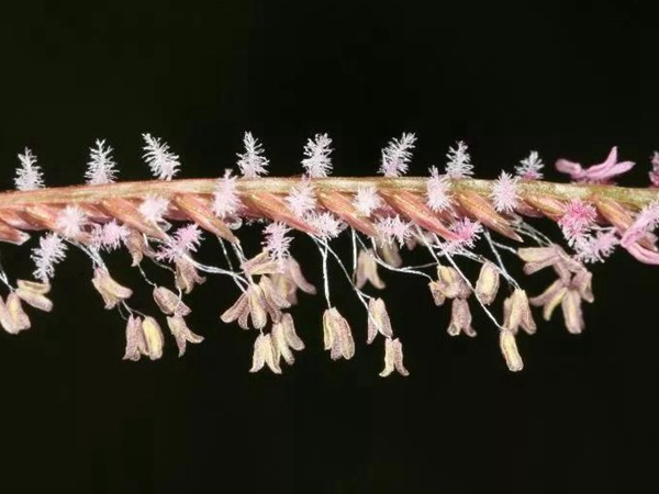 狗牙根品種基本介紹，種植效果