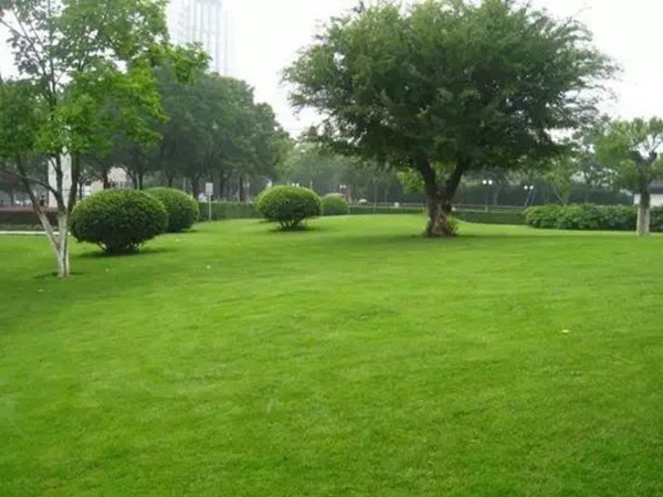 狗牙根草坪建植方法以及播種需要注意的