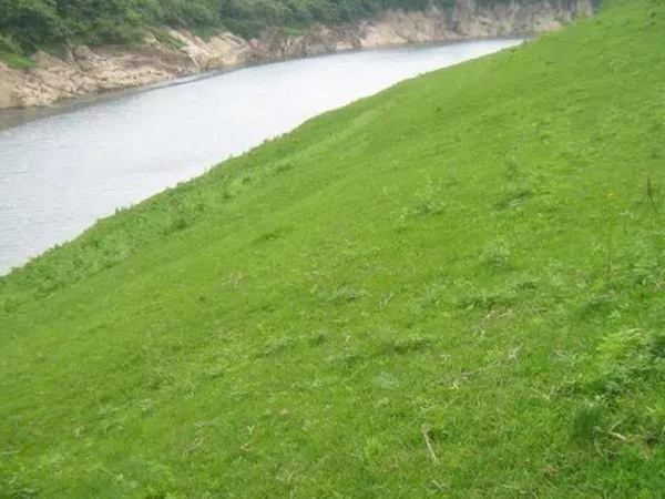 狗牙根草坪建植方法以及播種需要注意的