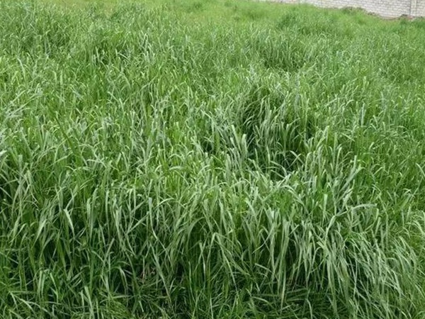 紅三葉種子種植方法?批發(fā)價格多少錢一斤? 紅三葉種子種植方法?批發(fā)價格多少錢一斤?