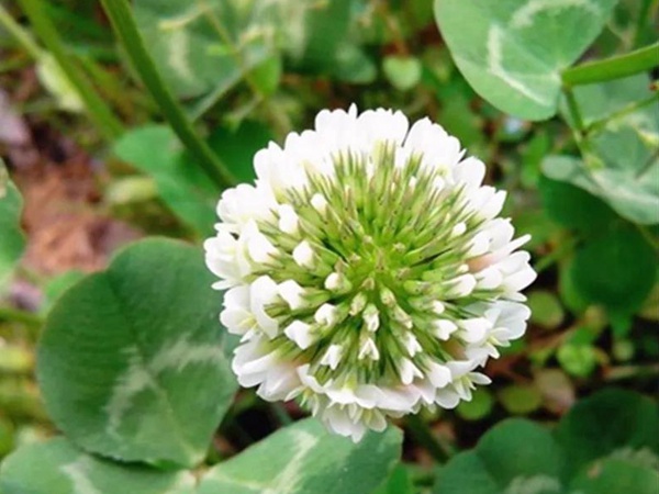 優質牧草白三葉草種——栽培技術 優質牧草白三葉草種——栽培技術