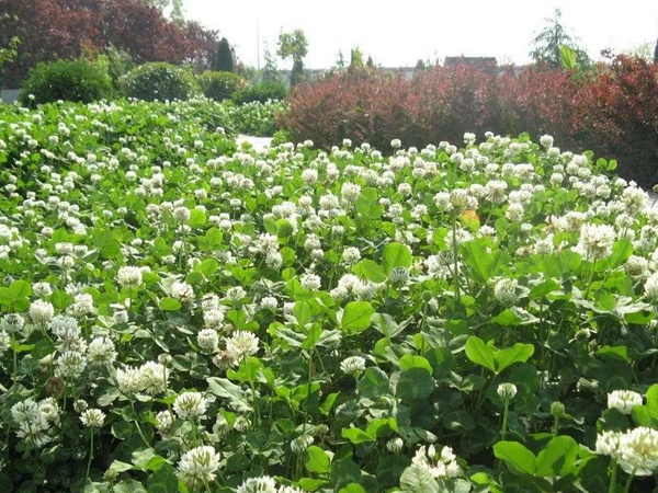 優質牧草白三葉草種——栽培技術 優質牧草白三葉草種——栽培技術