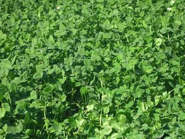 種植白三葉，不但可以綠化環境，而且改善空氣質量