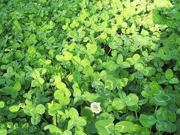 種植白三葉，不但可以綠化環境，而且改善空氣質量