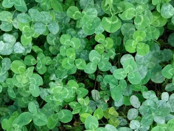 白三葉病蟲防害需要怎么防治方法