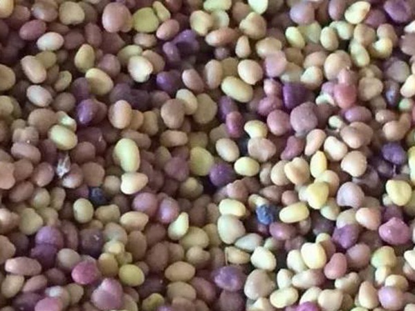 白三葉在北方最佳種植時間是什么時候? 白三葉在北方最佳種植時間是什么時候?