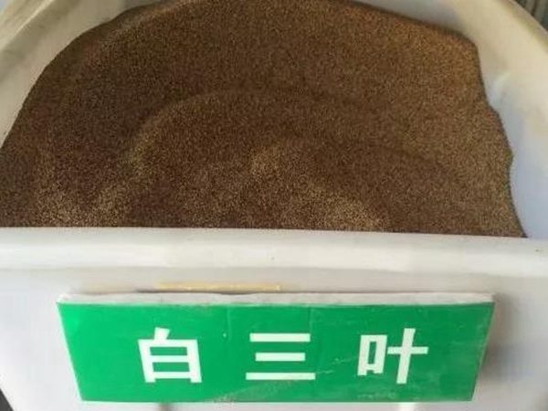 白三葉在北方最佳種植時間是什么時候? 白三葉在北方最佳種植時間是什么時候?