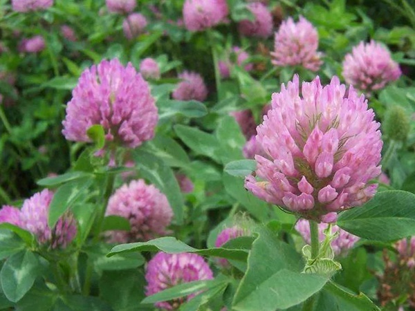 白三葉和紅三葉區(qū)別在哪？有什么需要注意的？