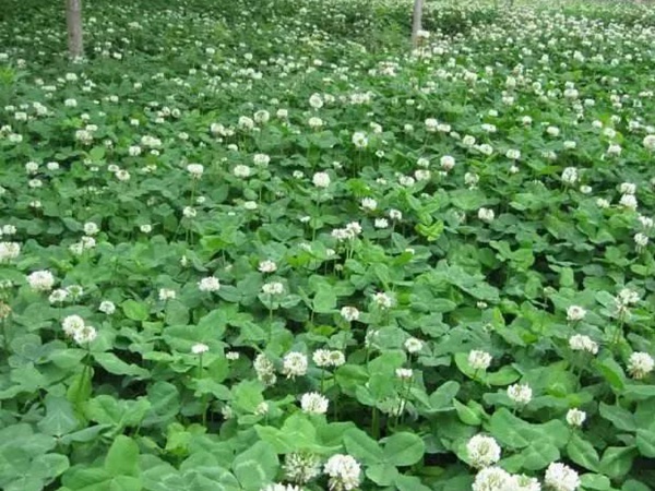 白三葉和紅三葉區(qū)別在哪？有什么需要注意的？