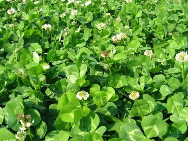 白三葉和紅三葉區(qū)別在哪？有什么需要注意的？