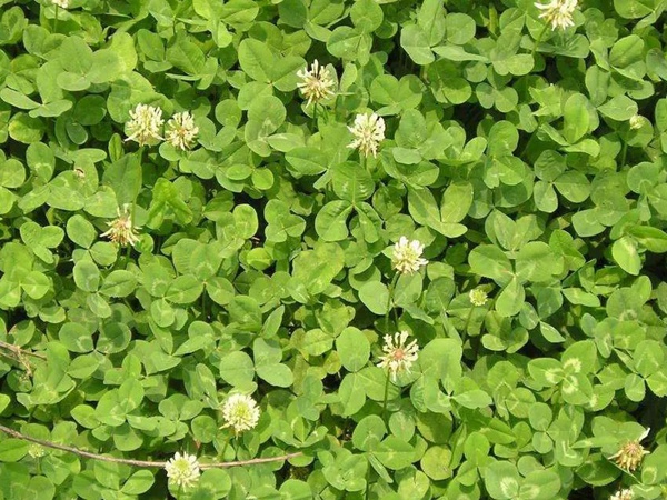 白三葉和紅三葉區(qū)別在哪？有什么需要注意的？