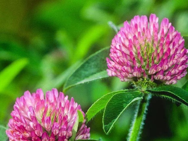 白三葉和紅三葉區(qū)別在哪？有什么需要注意的？