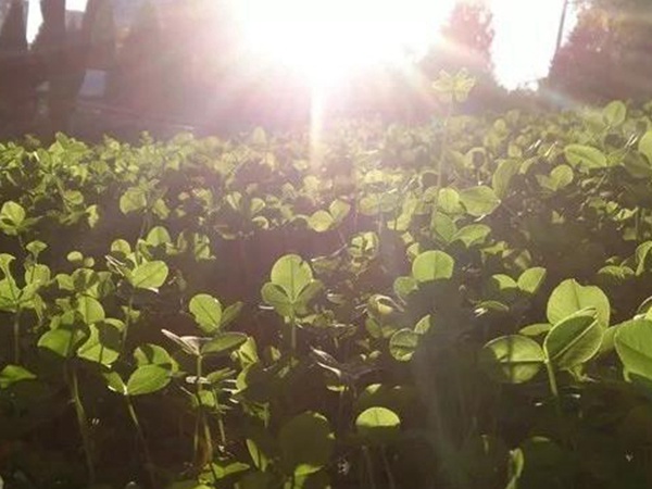 白三葉——種植簡單的草坪