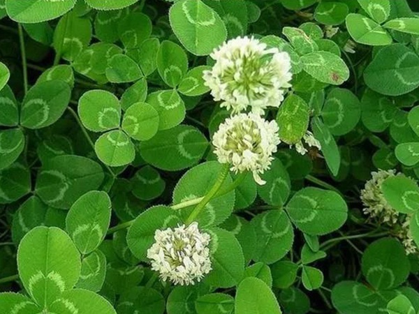 白三葉——種植簡單的草坪