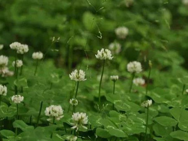 白三葉栽培管理方法及飼用價值