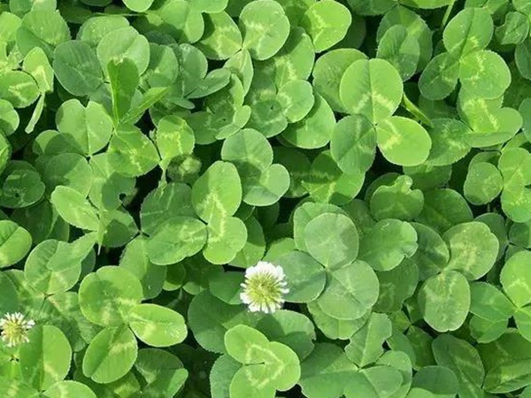 白三葉種植技術和方法，報價哪家靠譜