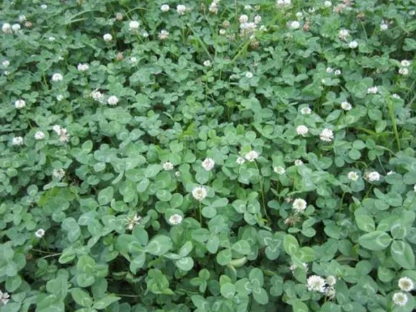 白三葉種植技術和方法，報價哪家靠譜