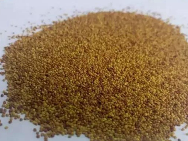 白三葉品種——克朗德