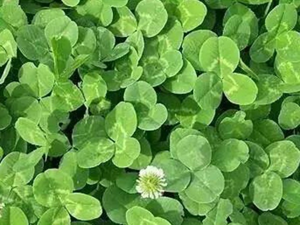 白三葉品種——克朗德