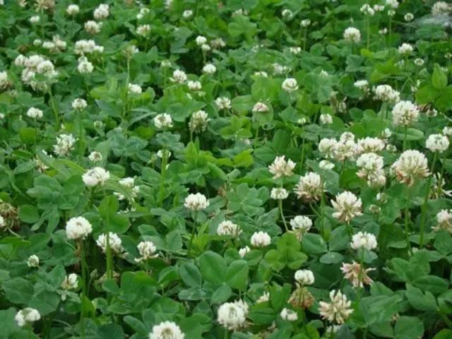 牧草養豬---白三葉栽培方法管理技術