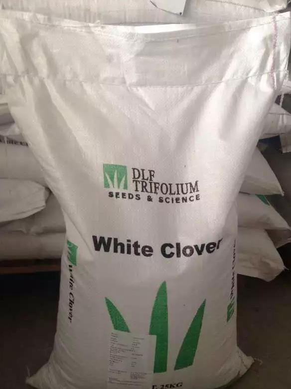 每日推薦白三葉種子—— 克朗德