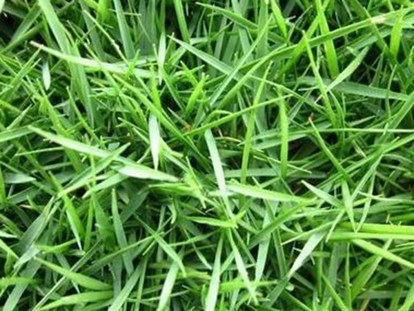 常見的草坪草種種類——日本結縷草