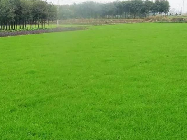 常見的草坪草種種類——日本結縷草