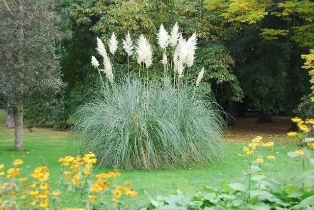 彎葉畫眉草——園林不可缺少的草坪種子 耐旱植物