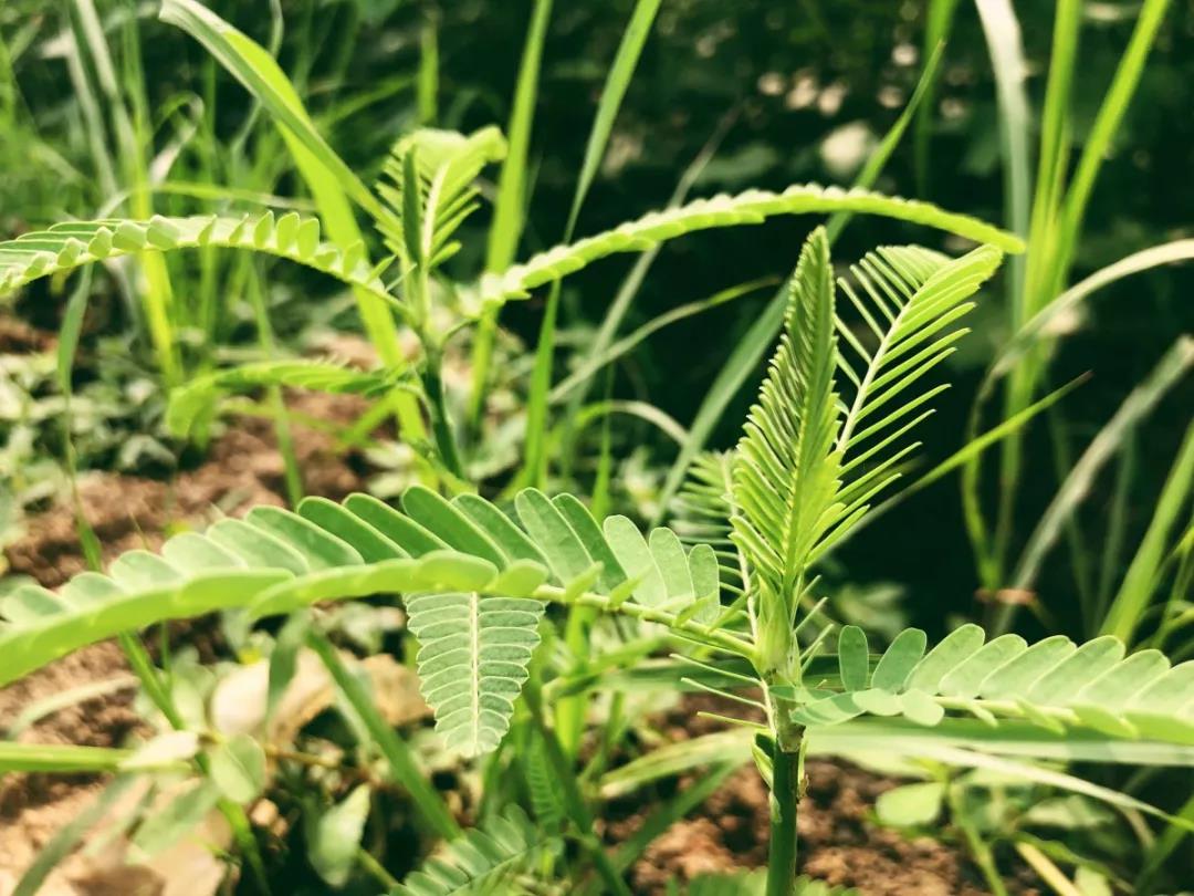 西浦牧草種子——田菁