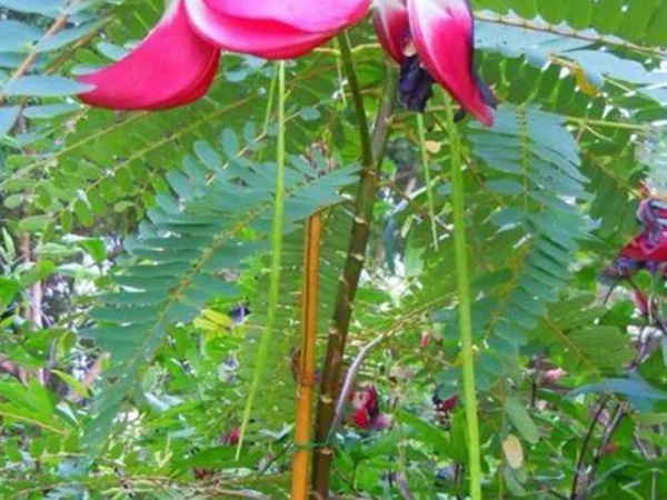 田菁的栽培技術以及管理方法 田菁的栽培技術以及管理方法