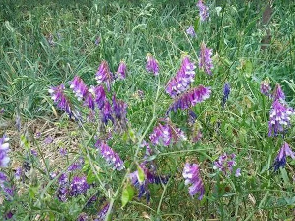毛苕子的種植方法以及管理技術(shù) 毛苕子的種植方法以及管理技術(shù)