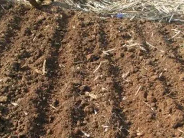 墨西哥玉米草如何種植,種植方法是什么 墨西哥玉米草如何種植,種植方法是什么