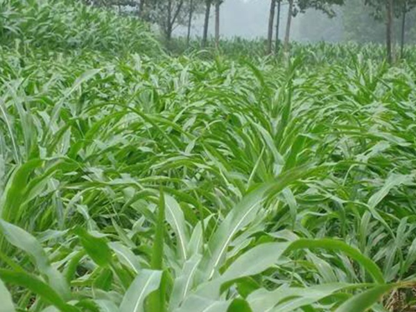 1589519755234601.jpg 微信圖片_20200515131339.jpg