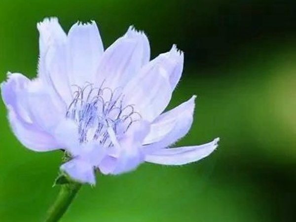 【菊苣】菊苣的播種方法與養護技術