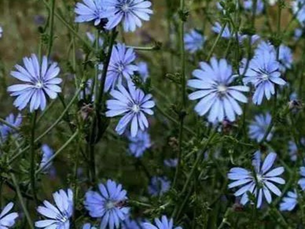 【菊苣】菊苣的播種方法與養護技術